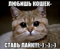 Любишь кошек- Ставь лайк!!!:-) :-) :-)