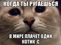 Когда ты ругаешься в мире плачет один котик :c
