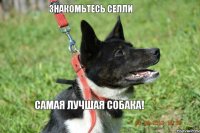 Знакомьтесь Селли Самая лучшая собака!