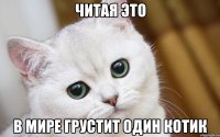 Читая это в мире грустит один котик