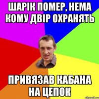 шарік помер, нема кому двір охранять привязав кабана на цепок