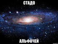 СТАДО АЛЬФАЧЕЙ