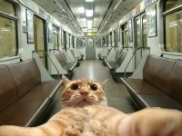 всем привет я джонни кэтсвилл сейчас я сворую электропоезд, Мем Кэтсвилл в метро