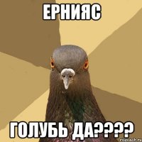 Ернияс Голубь да????