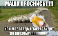 Маша проснись!!!!! или моё стада тебя разбудит по плохому !!!!!!!!!!!!!!!!!