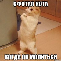 сфотал кота когда он молиться