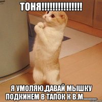 Тоня!!!!!!!!!!!!!!! Я умоляю,давай мышку подкинем в тапок к В.М..........