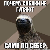 почему собаки не гуляют сами по себе?