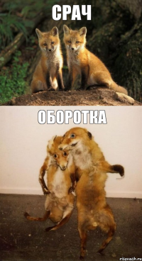 срач оборотка