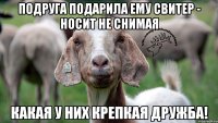 подруга подарила ему свитер - носит не снимая какая у них крепкая дружба!