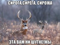 сИРОГА,СИРЁГА, СИРОЖА ЭТА ВАМ НИ ШУТКЕ!ЖЫ