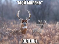 "Мой марень" (Олень)