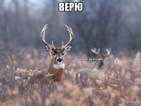 верю 