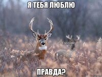 Я тебя люблю Правда?