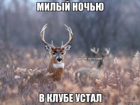 Милый ночью в клубе устал