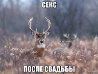 Секс после свадьбы