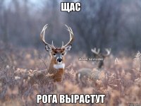 Щас Рога вырастут