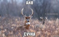 аня сучка