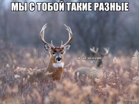 Мы с тобой такие разные 