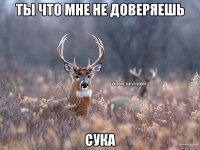 Ты что мне не доверяешь сука