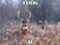 Я олень да