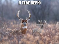 я тебе верю 