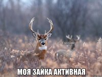  моя зайка активная