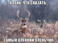 Олень, что сказать... Самый оленний оленьчик*