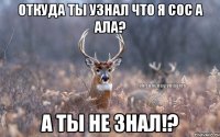 откуда ты узнал что я сос а ала? а ты не знал!?