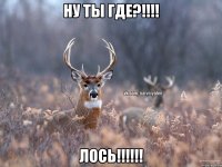 Ну ты где?!!!! Лось!!!!!!