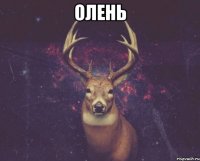 олень 