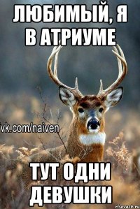 Любимый, я в Атриуме тут одни девушки