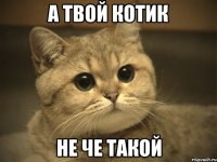 А твой котик Не че такой