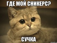 где мой сникерс? сучка