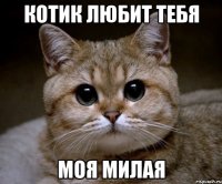 Котик любит тебя МОЯ МИЛАЯ