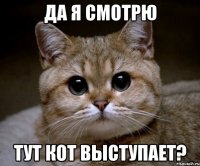 Да я смотрю тут кот выступает?