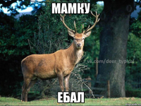 мамку ебал