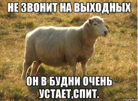 Не звонит на выходных Он в будни очень устает,спит.