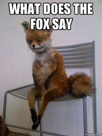 What does the fox say 