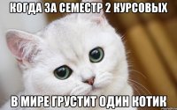 когда за семестр 2 курсовых в мире грустит один котик