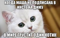 Когда Маша не подписана в инсте на Диму В мире грустит один котик