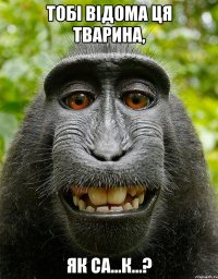 Тобі відома ця тварина, як Са...К...?