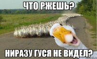 ЧТО РЖЕШЬ? НИРАЗУ ГУСЯ НЕ ВИДЕЛ?