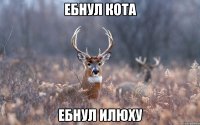 ебнул кота ебнул илюху