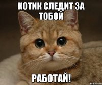 Котик следит за тобой Работай!