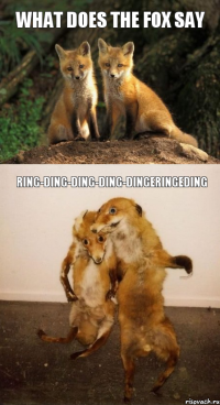 what does the fox say Ring-ding-ding-ding-dingeringeding