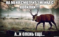 На меня смотрит змейка с копилки !!! А...и олень еще...