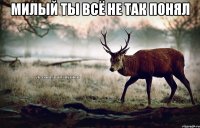 милый ты всё не так понял 