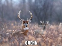  олень