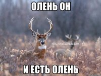 Олень он и есть олень